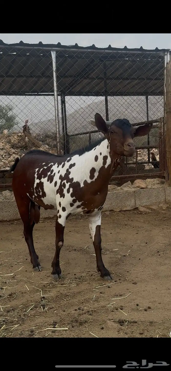 تيس امرخ مأصل 1