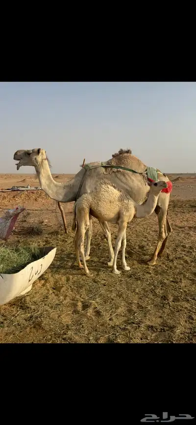 خلفه ام ثالث index