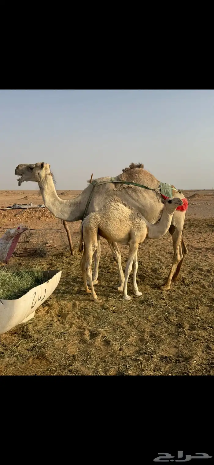 خلفه ام ثالث 0