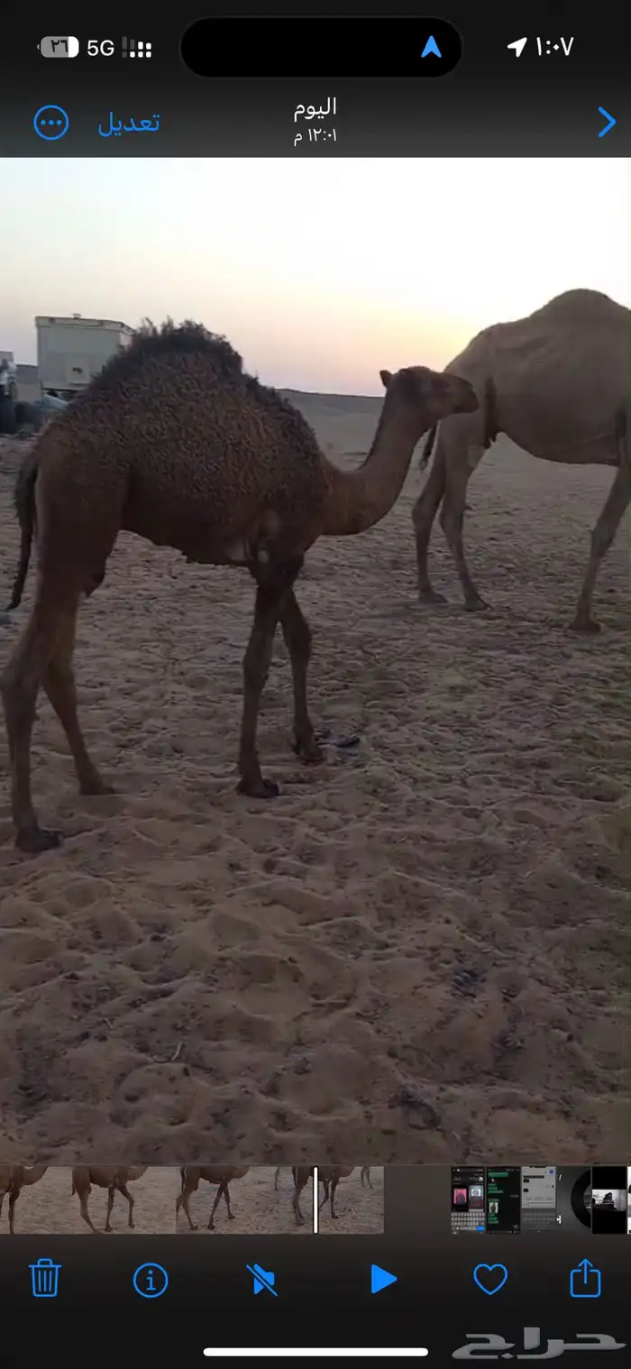 للبيع قعود 2