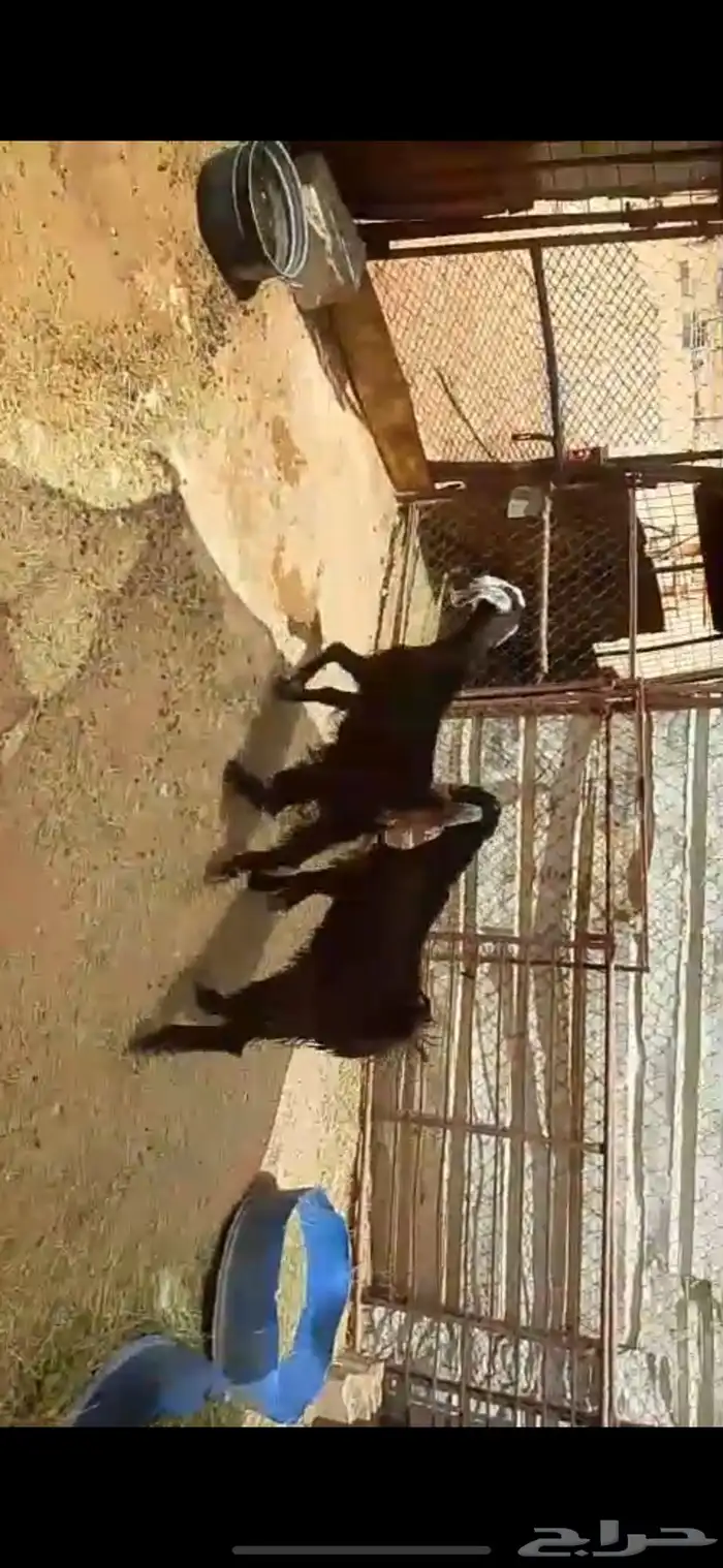 البيع جفار العدد 2 أعمره أربعة شهور ونص الى خمسة شهور 3