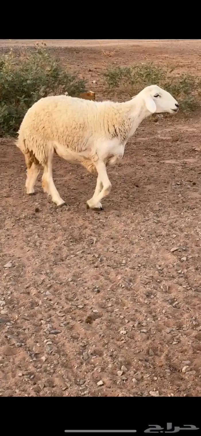 رخل صنف 2