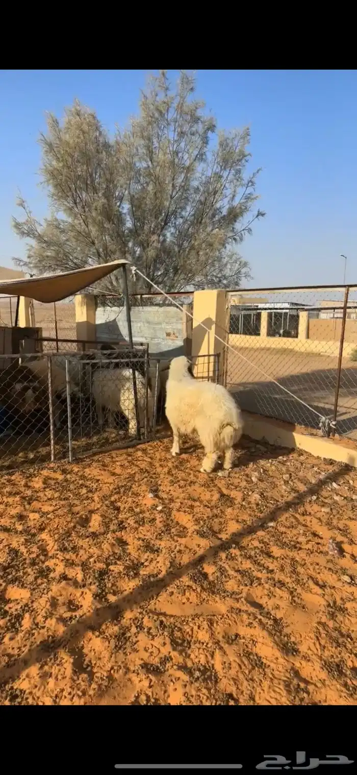 خروف نعيمي 2