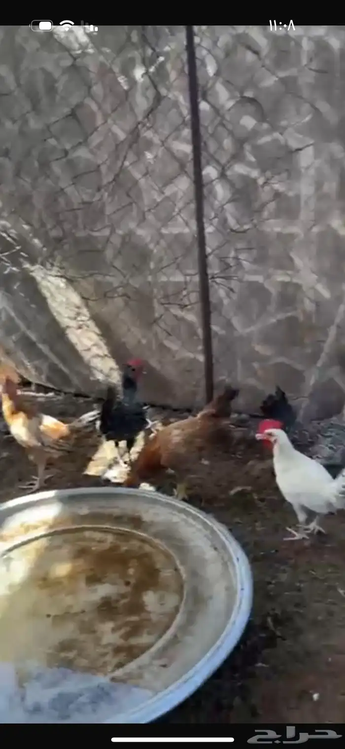 للبيع ديوك العدد 34 4