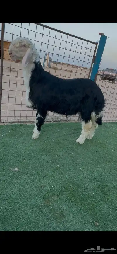 خروف نجدي صنف index