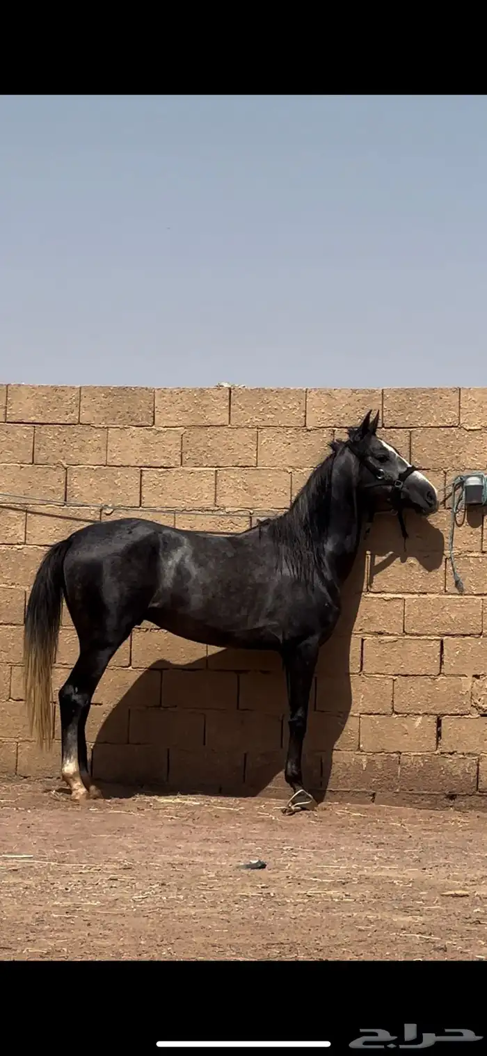 مهر قطعة طيبه 1