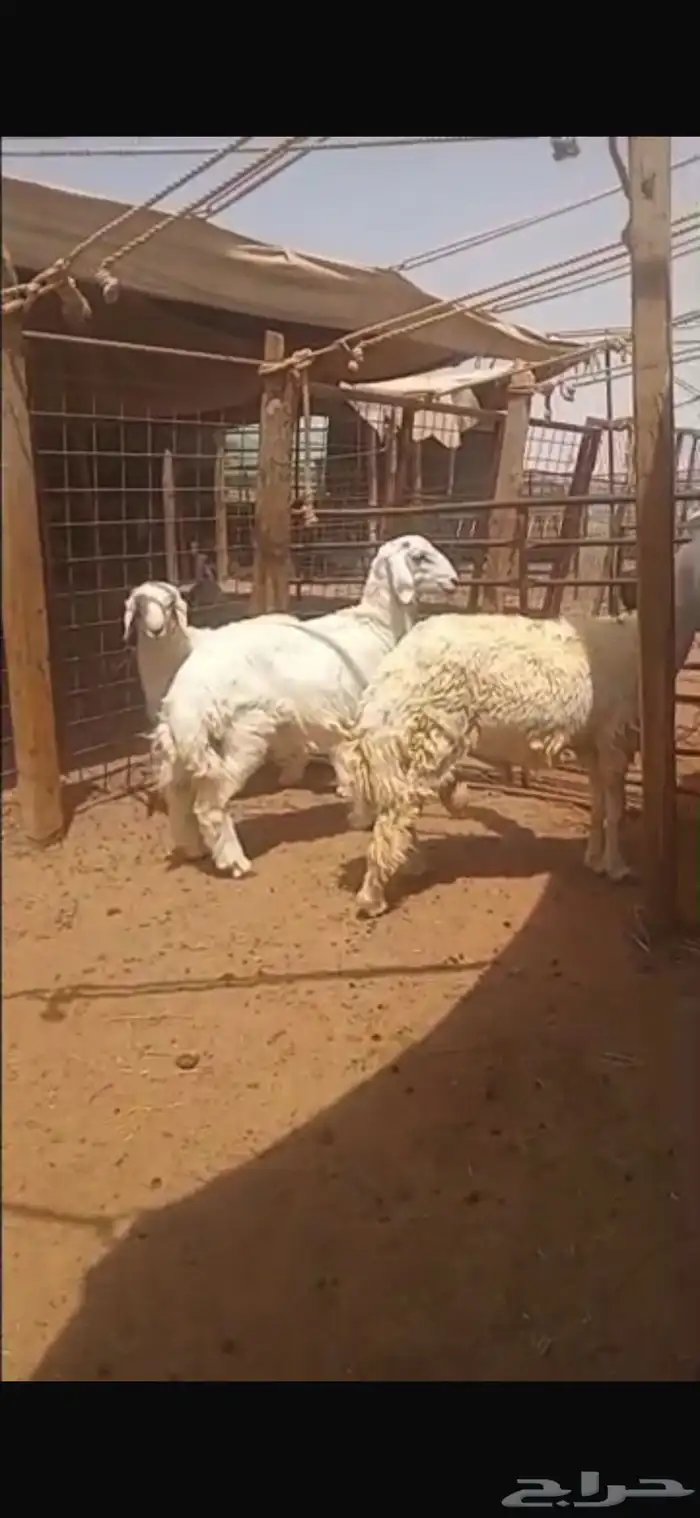 ذبايح خرفان حري 1