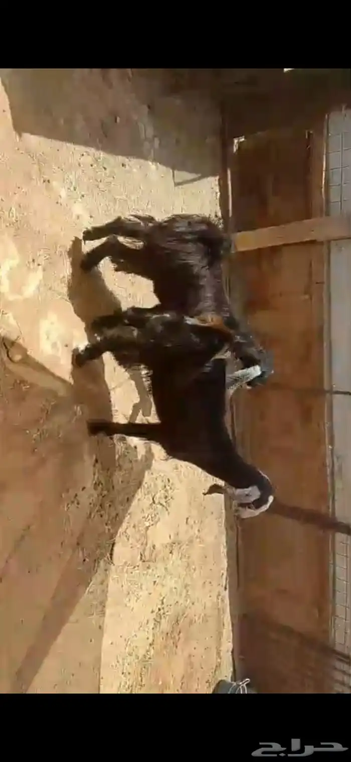 البيع جفار العدد 2 أعمره أربعة شهور ونص الى خمسة شهور 4