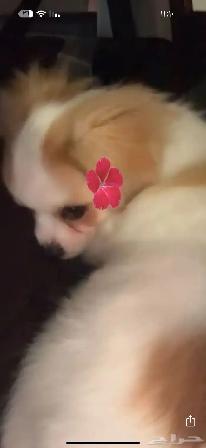 كلب مالتيزر عمره شهرين ونص أليف ولعوب 0