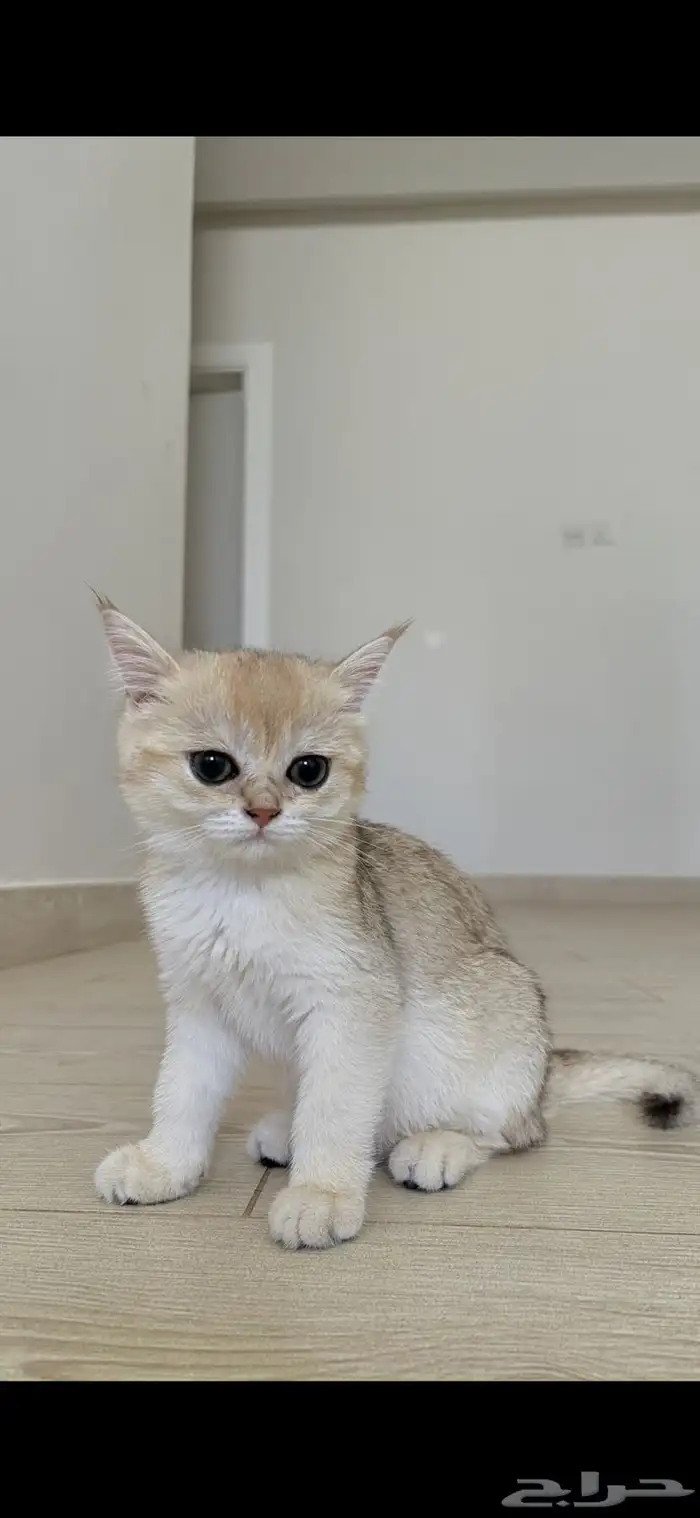 قطه سكوتش برتش 0