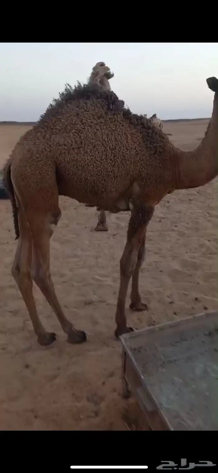 للبيع قعود 0