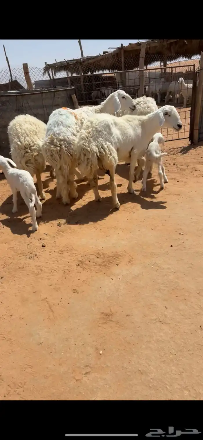 تم البيع 3