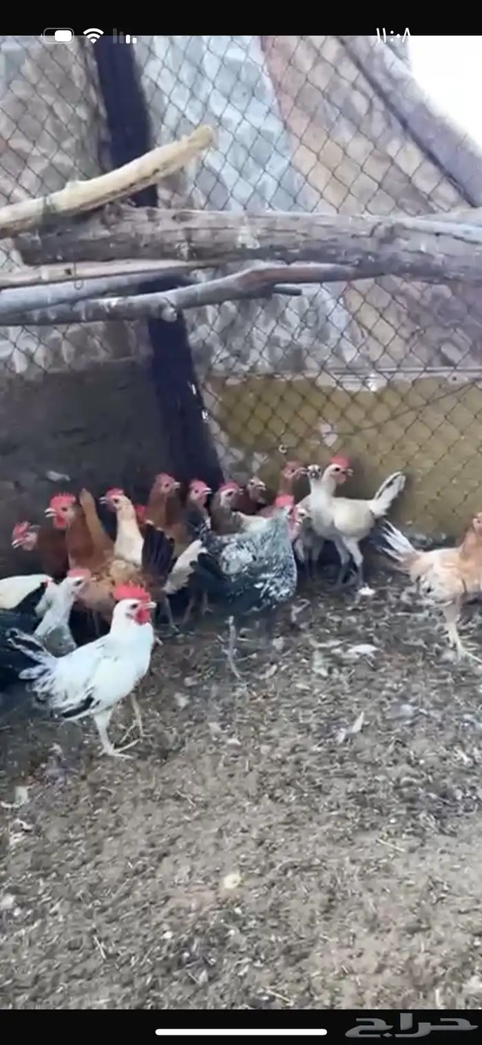 للبيع ديوك العدد 34 2