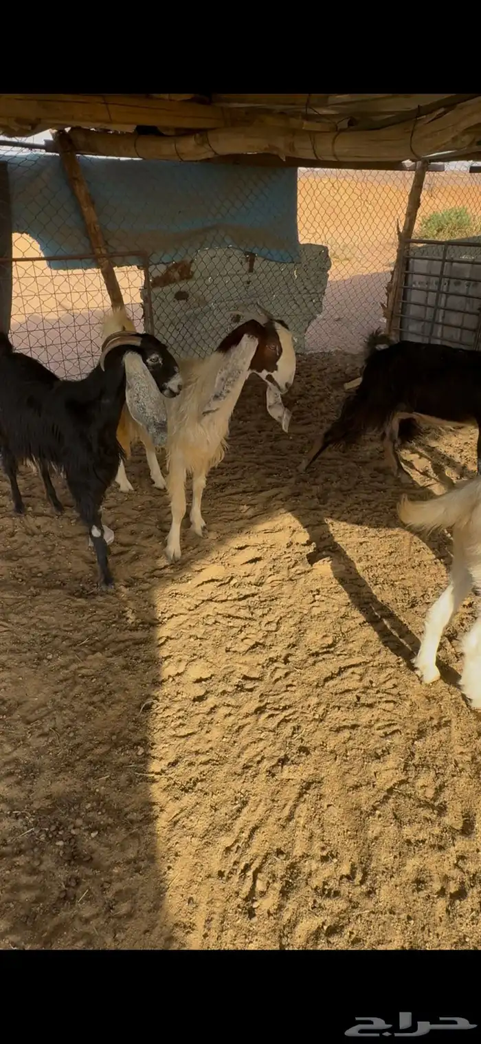 معزا ثنوات ورباعيات 2