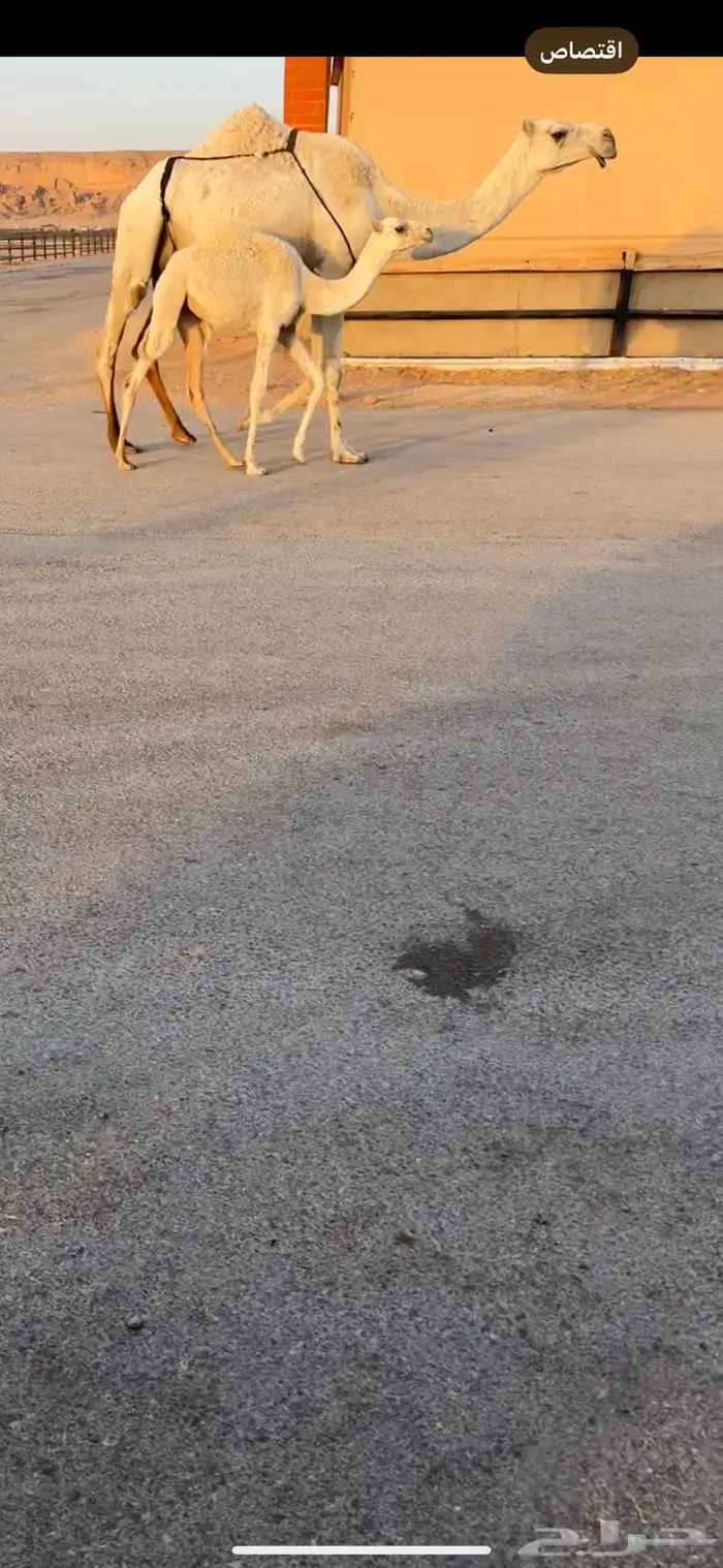 خلفه حدرها بكره ولقحه 2