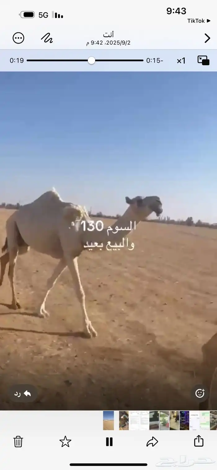 ثلاث عشاير ولقحه 0