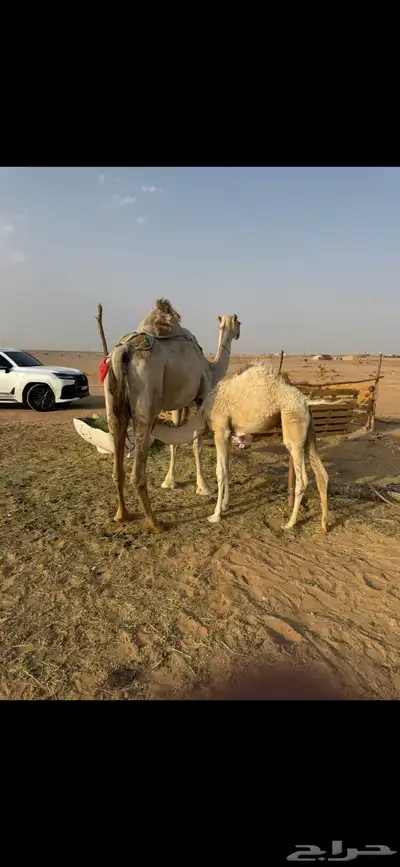 خلفه ام ثالث index