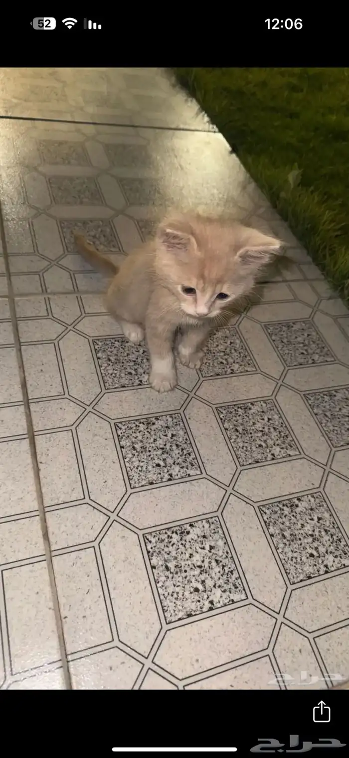 قط شيرازي للتبني 0