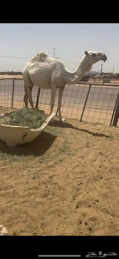 لقحات مقاريب index