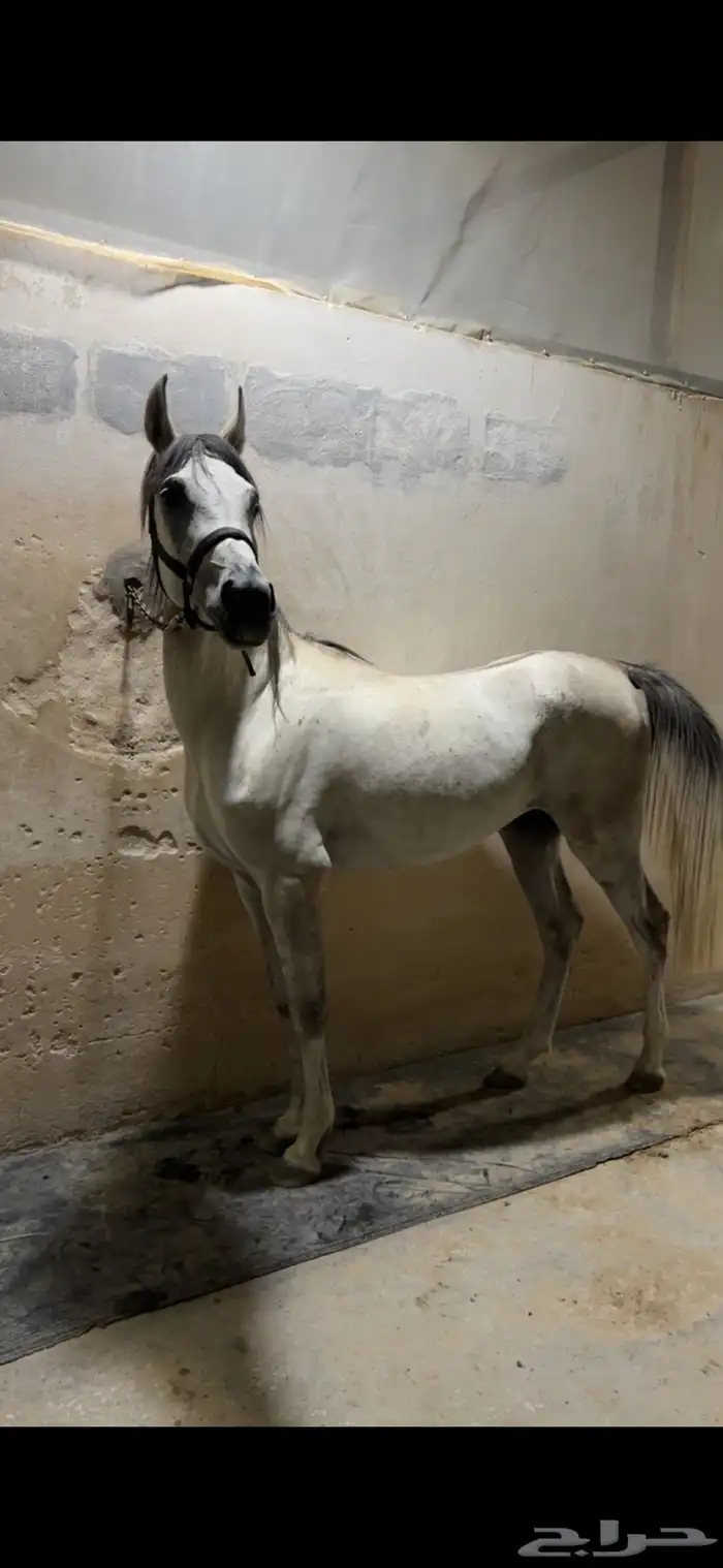 حصان شعبي شيخ 0