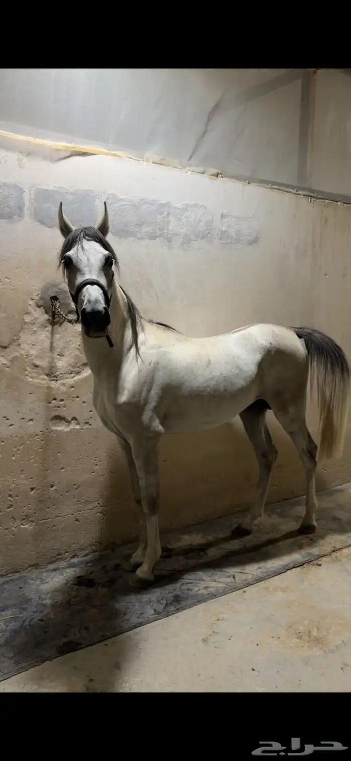 حصان شعبي شيخ 1