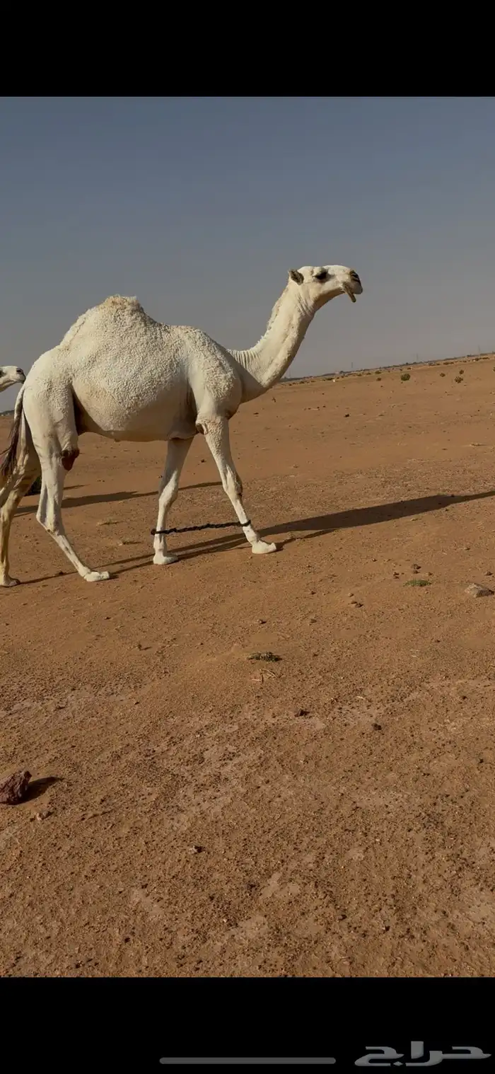 قعود فحل 0
