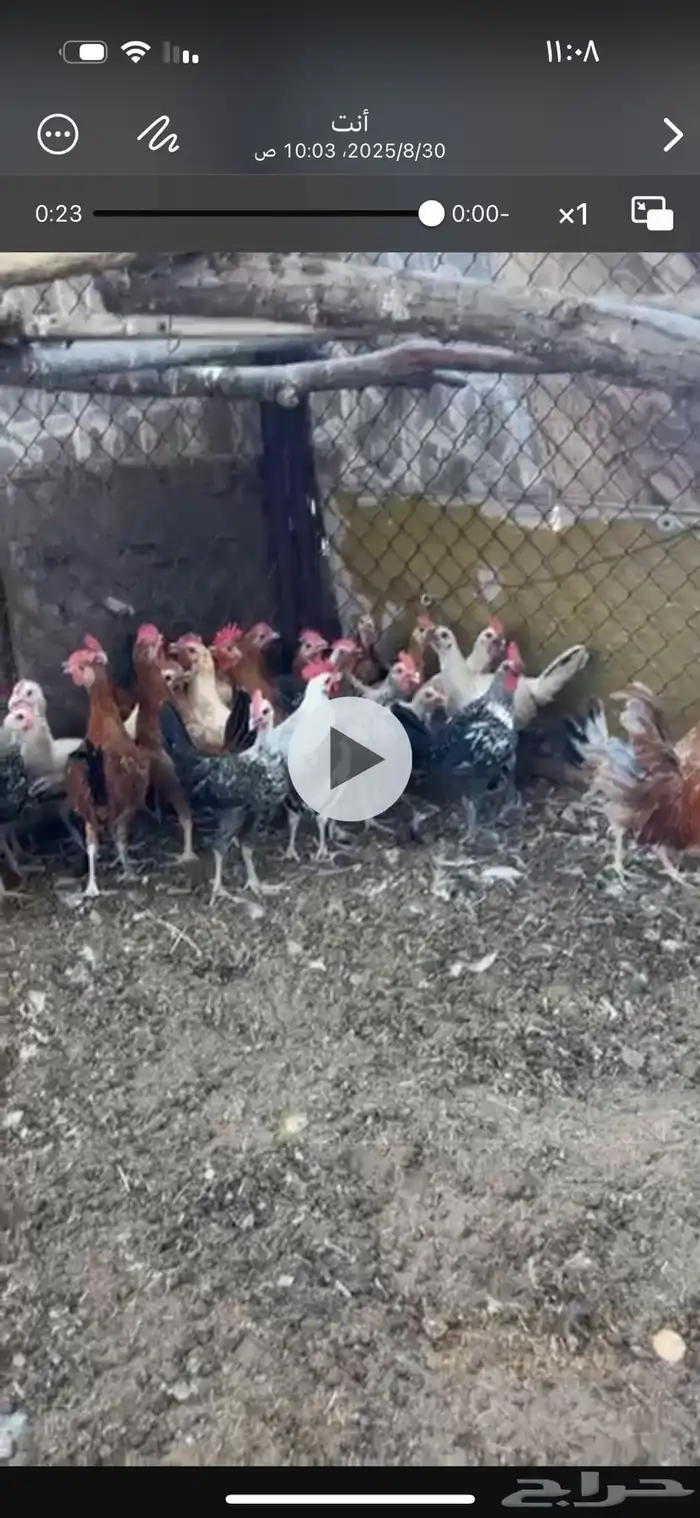 للبيع ديوك العدد 34 5