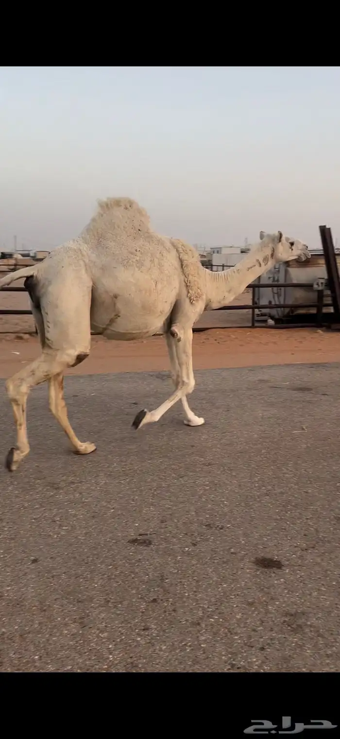 لقحه ثنيه وضحى 0