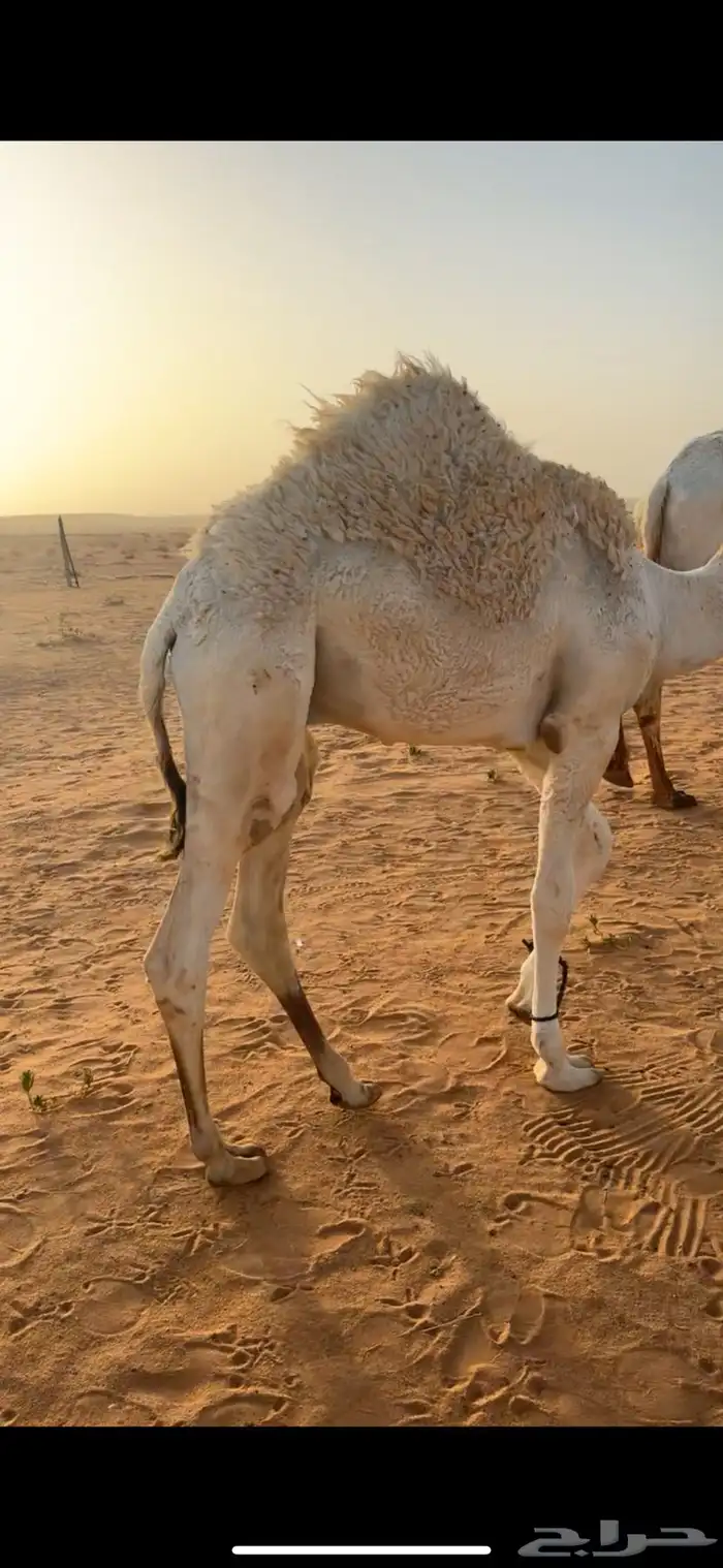حشو طيبه 5