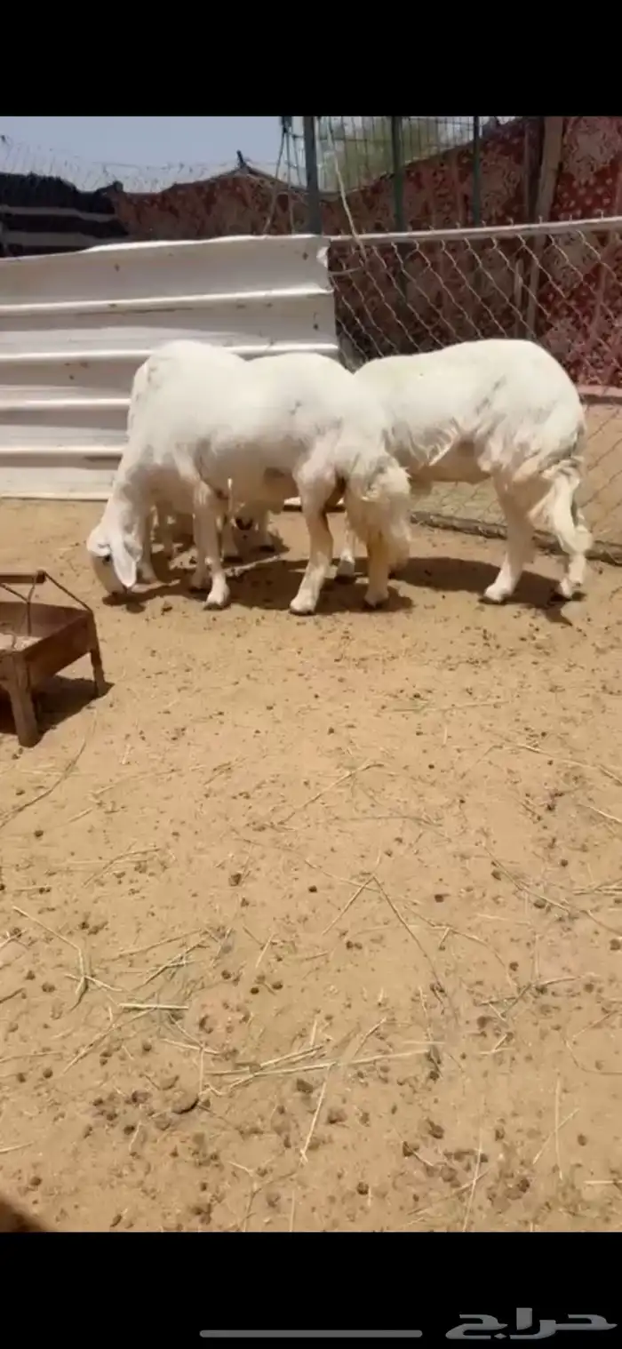 تم البيييع 1