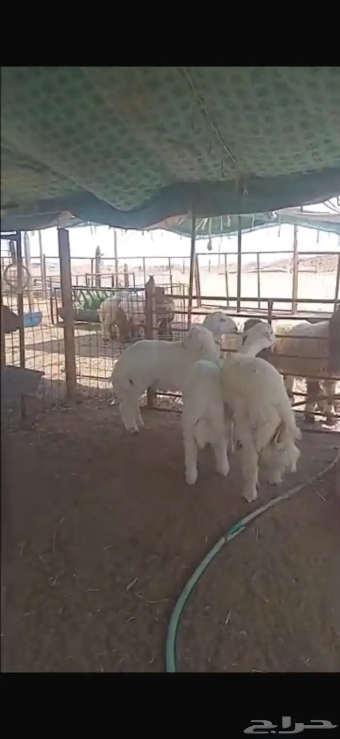 ذبايح خرفان حري 0