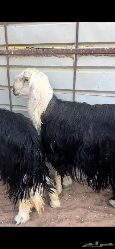 فحل نجدي مشروط 0