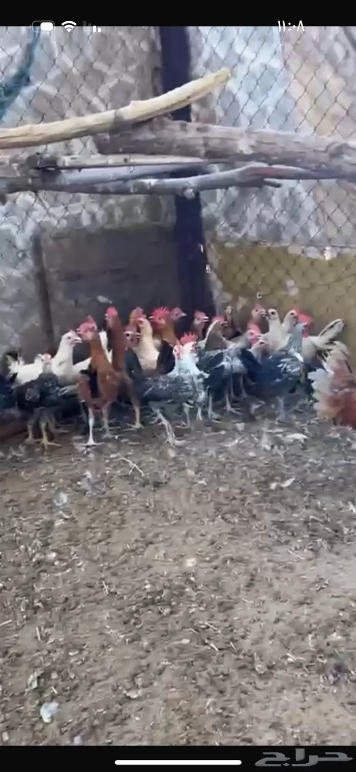 للبيع ديوك العدد 34 0