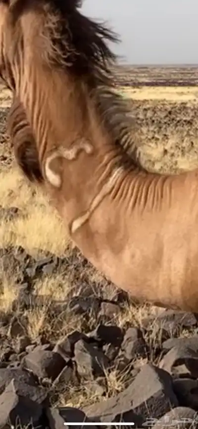 بكره غاديه 0