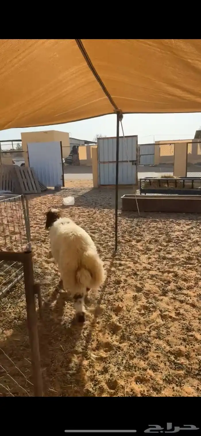 خروف نعيمي 3