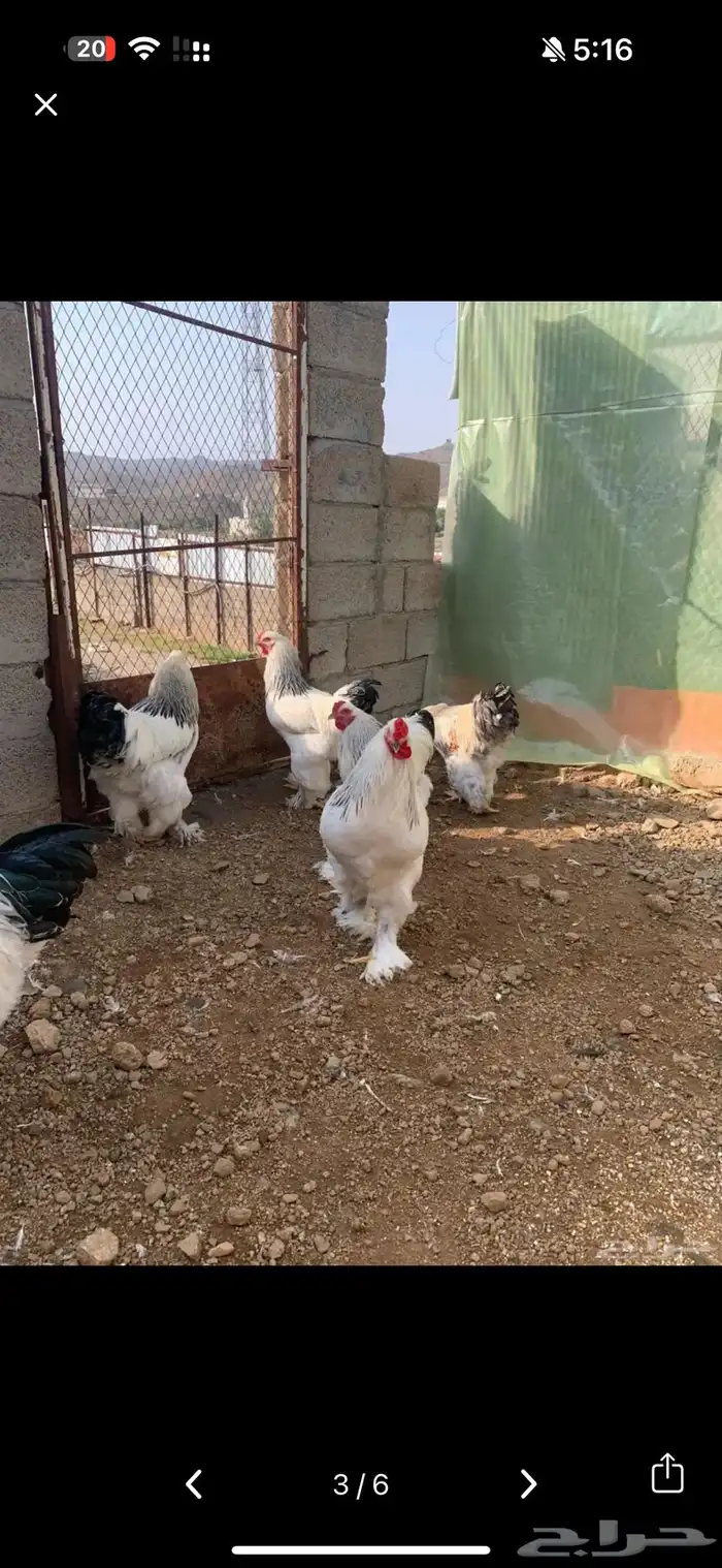 بيض براهما كولمبي كونك 3