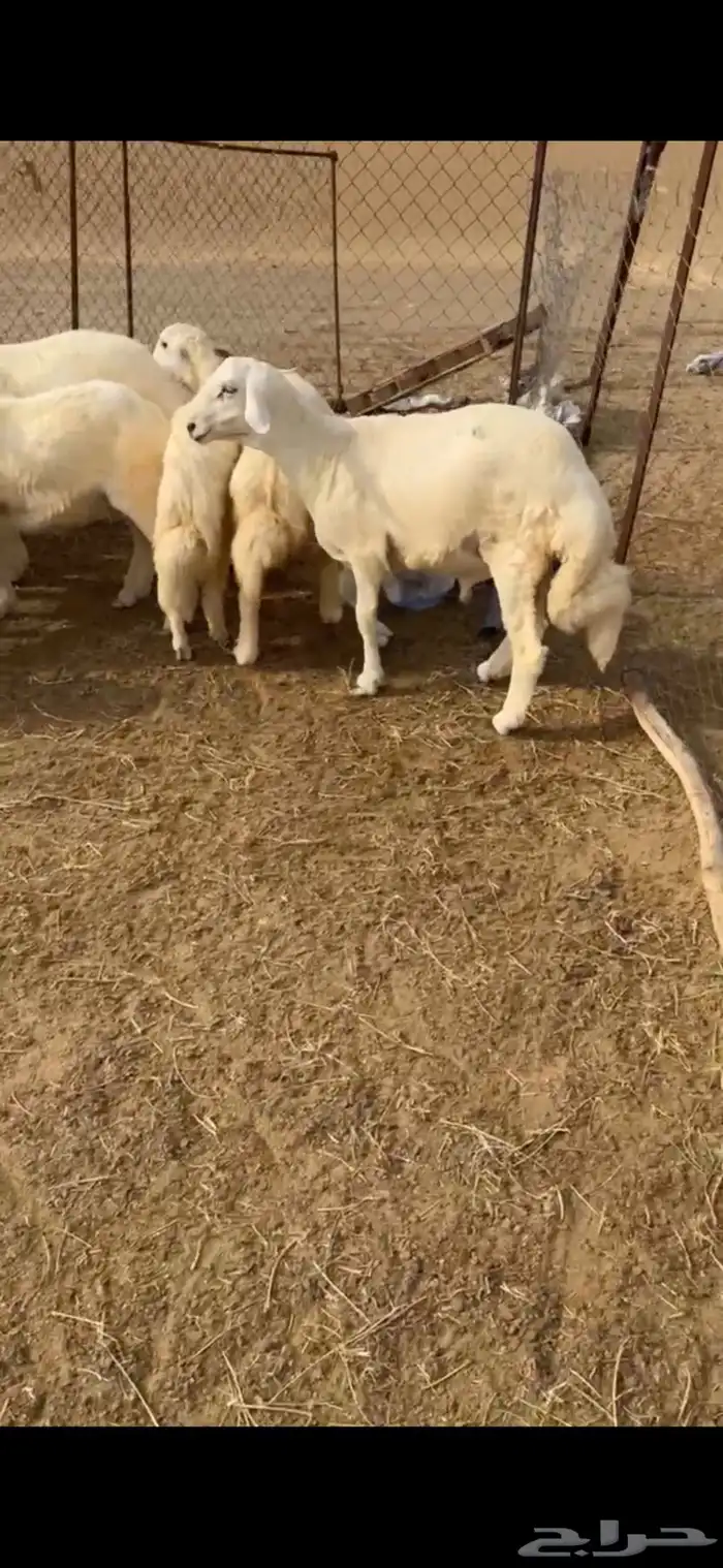 طليان حريه للبيع العدد16(تم البيع) 4