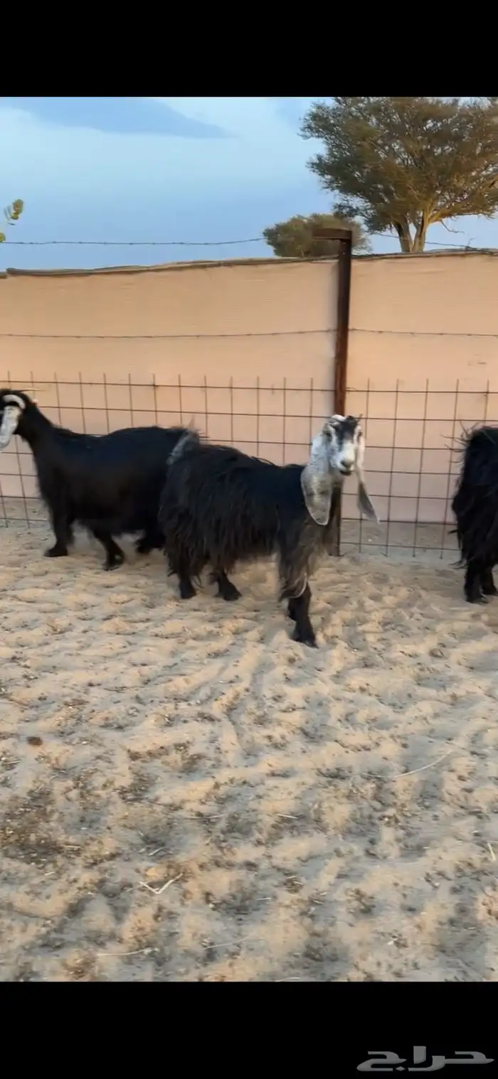 البيع معزا عوارض جنب 4