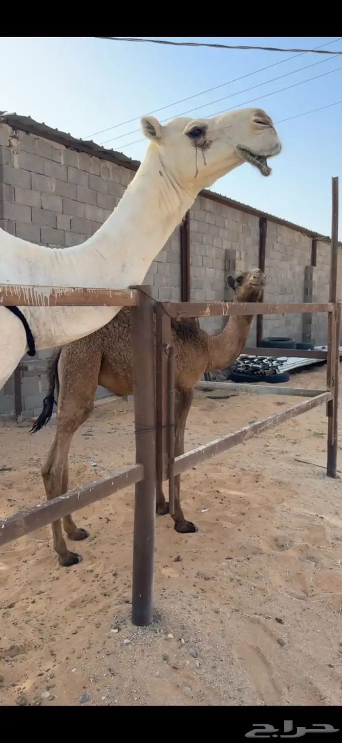عشرا ثنو تحتها قعود 1