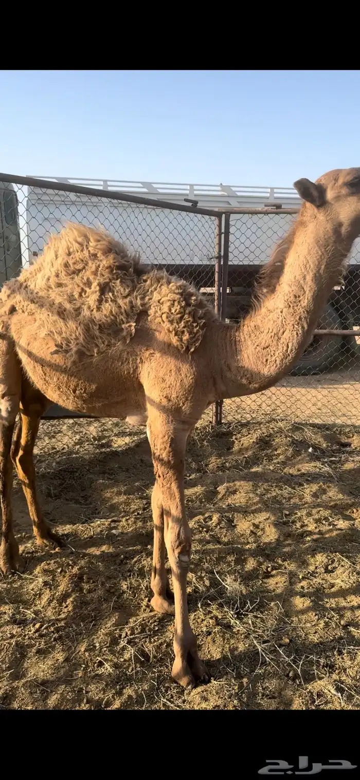قعود فاخر المجمعه 6