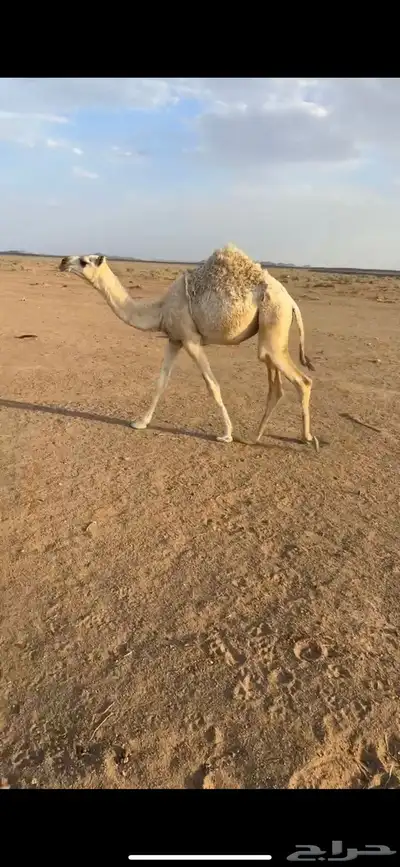 للبيع عشرا تحتها بكره عونيه index