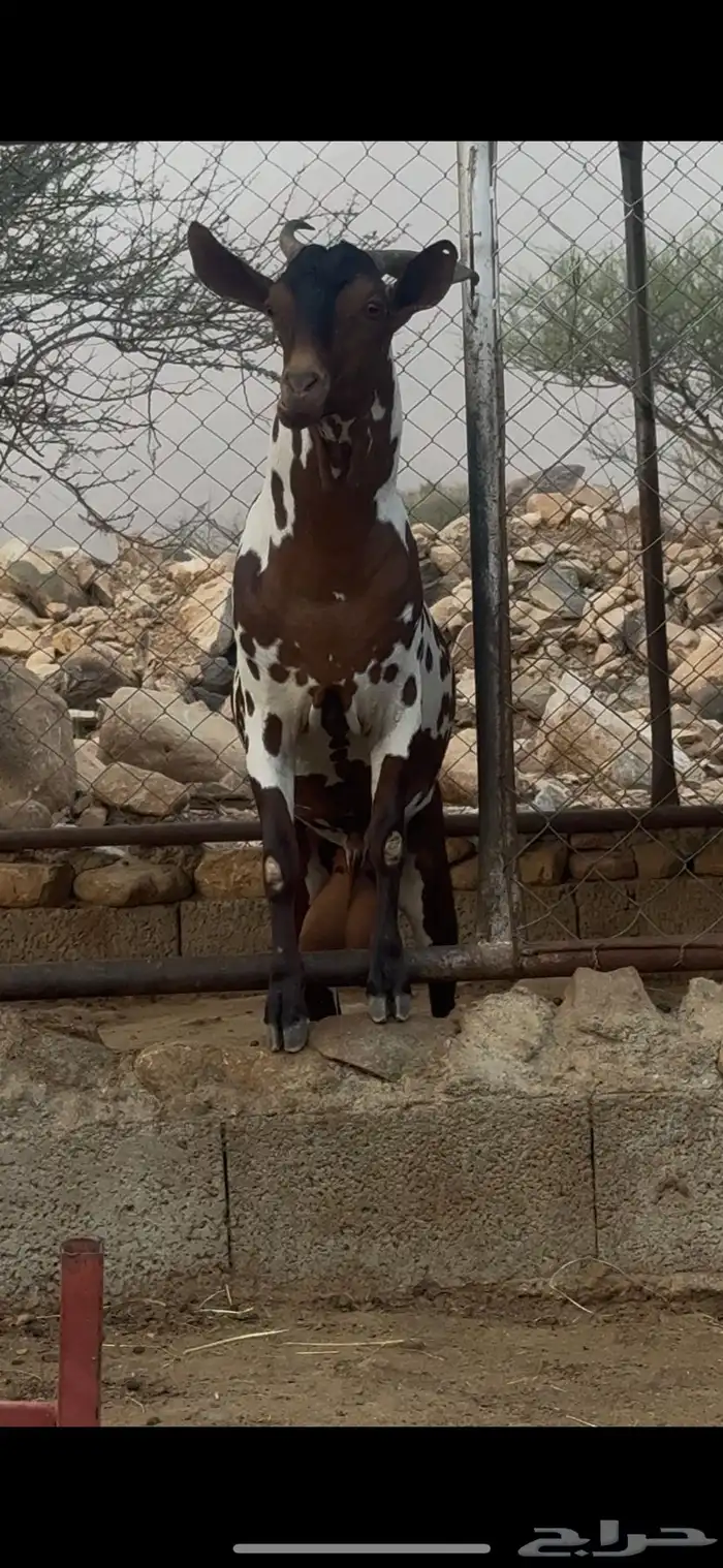 تيس امرخ مأصل 7