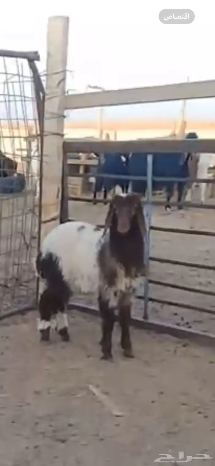 رخل نعيمية 0