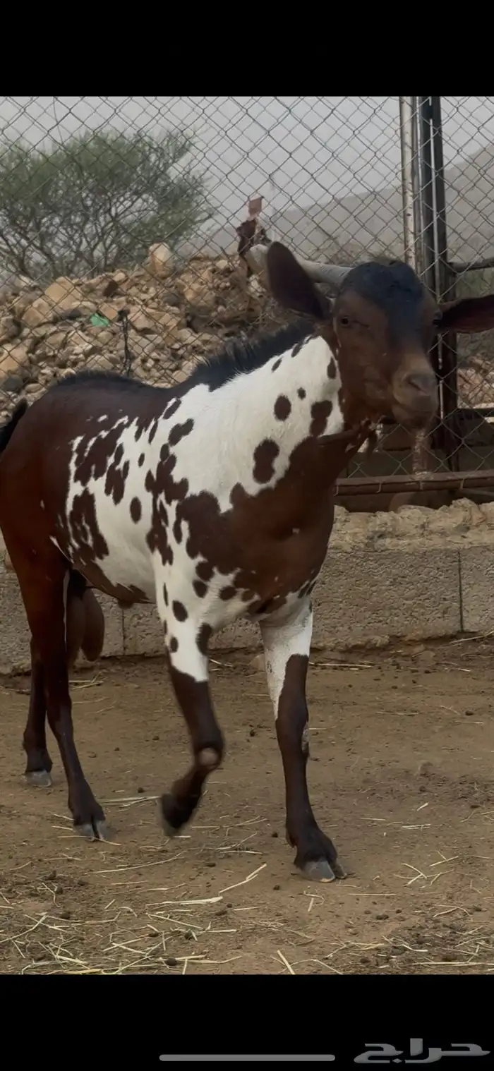 تيس امرخ مأصل 6