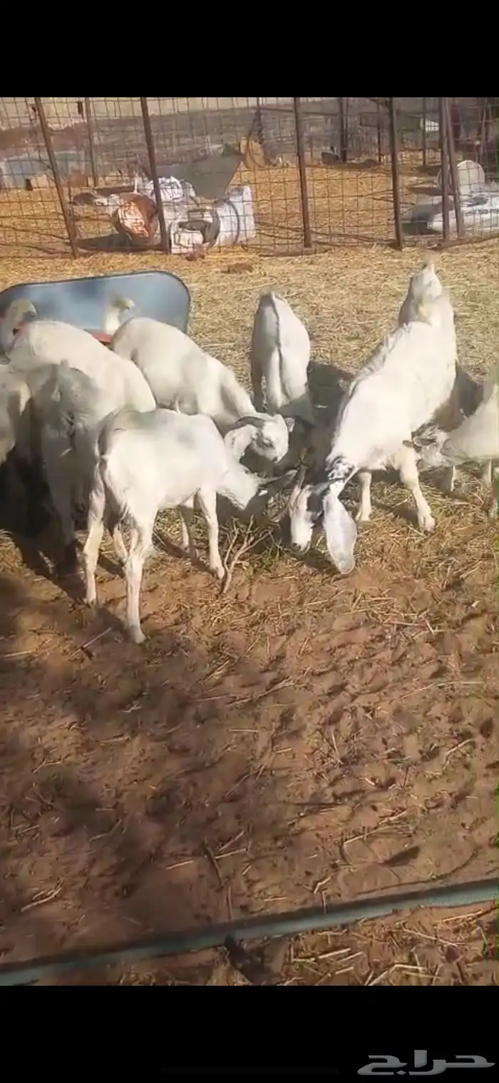 تيوس منادي 8 السوم 710 1