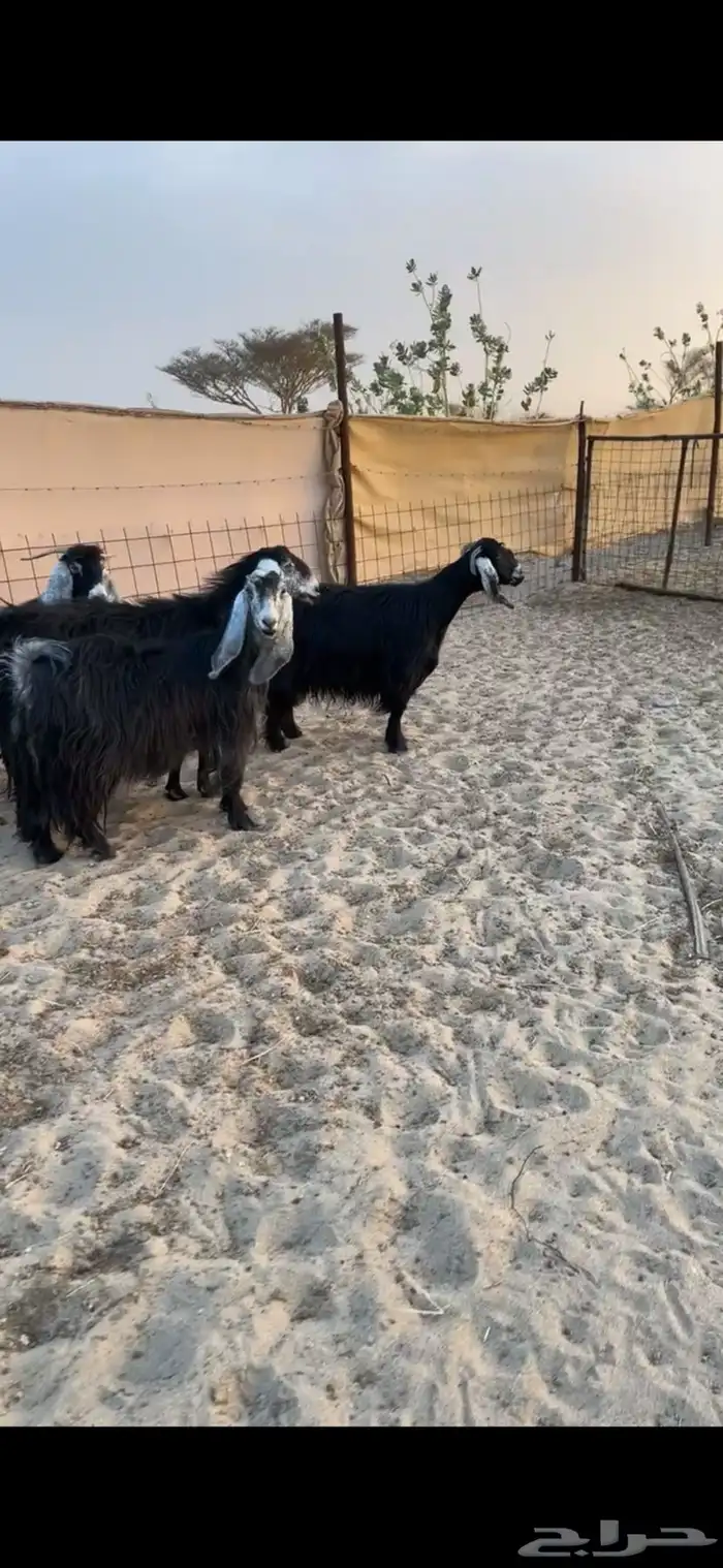 البيع معزا عوارض جنب 8