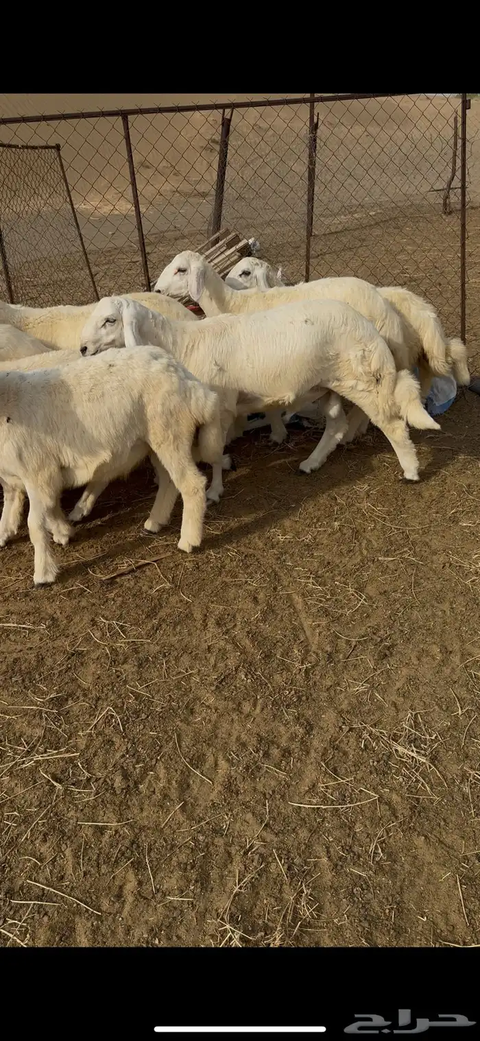 طليان حريه للبيع العدد16(تم البيع) 1