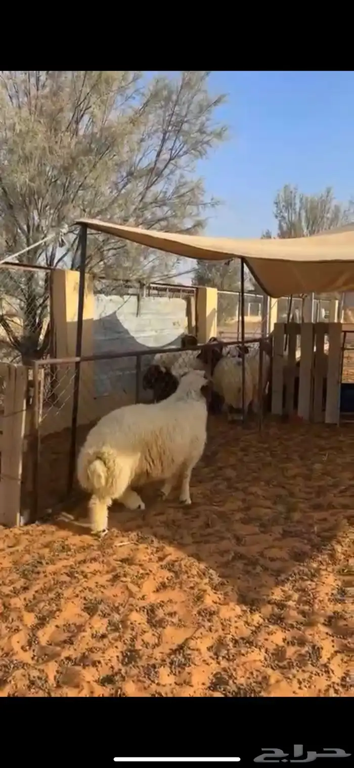 خروف طيب عمره 6 شهور ونص طيب ظهره فل 0
