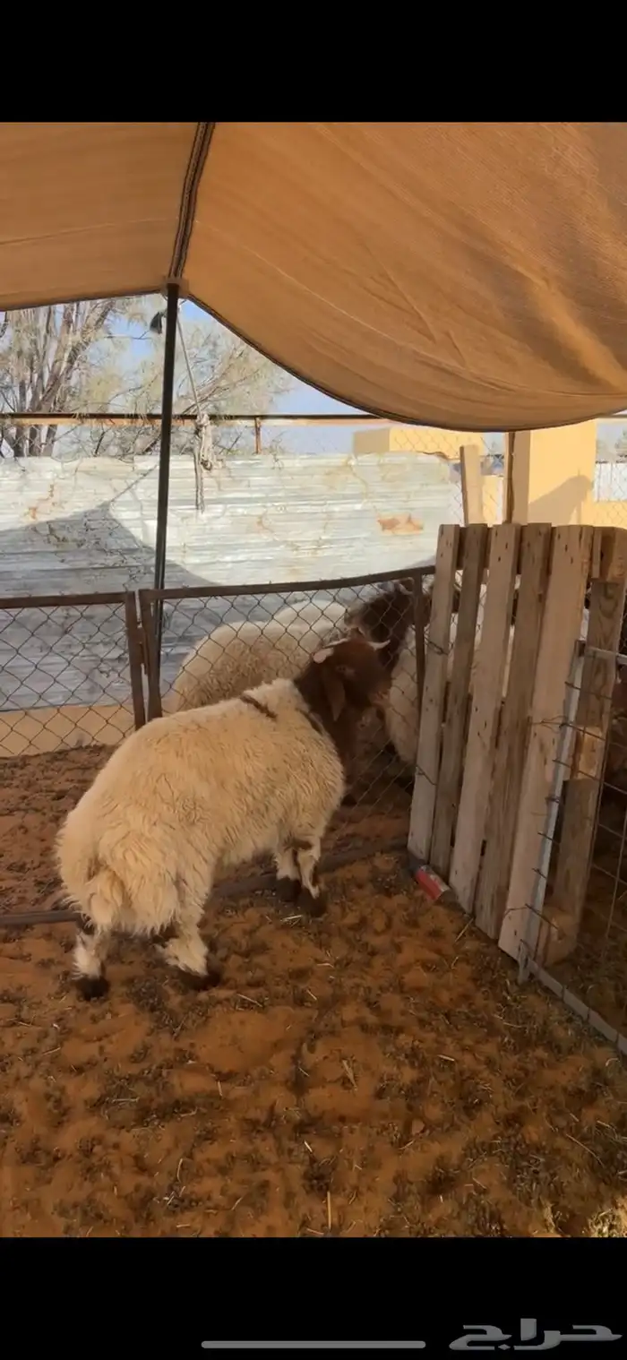 خروف نعيمي 1