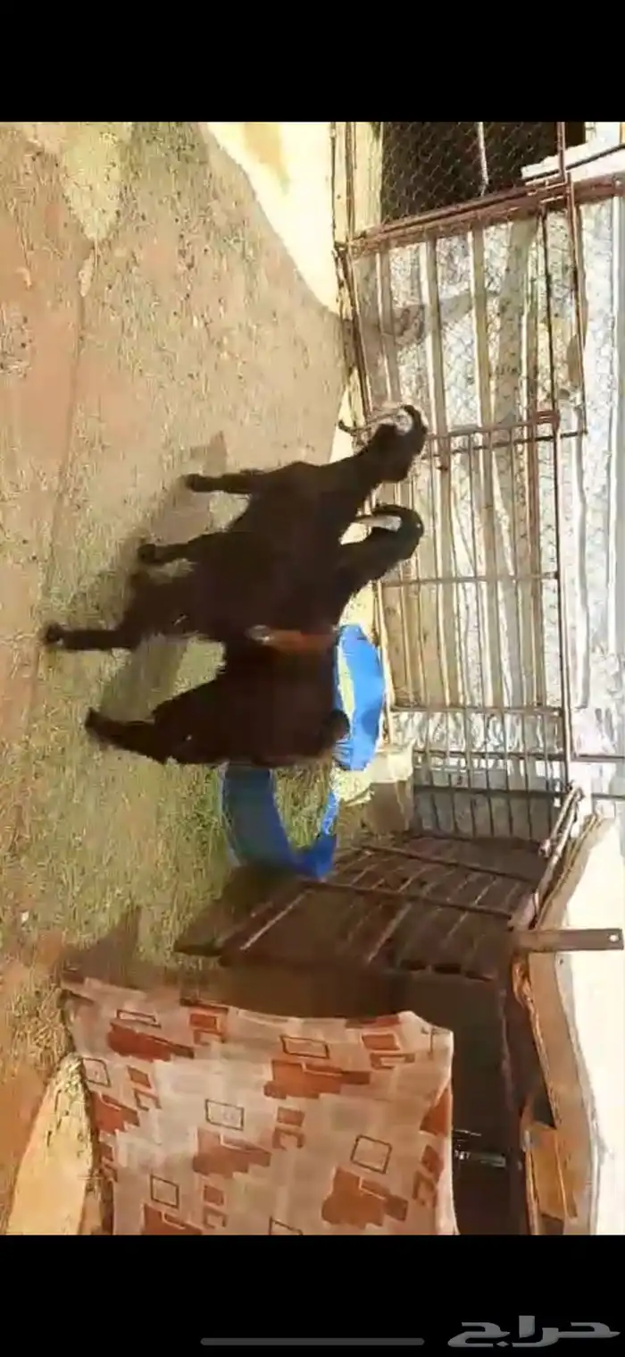 البيع جفار العدد 2 أعمره أربعة شهور ونص الى خمسة شهور 0